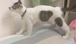 萌宠视频,治愈系视频集锦